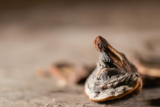 Dried Fomes fomentarius, traditional herbal medicine
