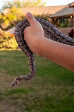 pet corn snake