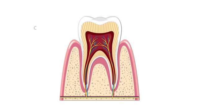Human tooth anatomy diagram showing internal structure with medical labels on white background.
