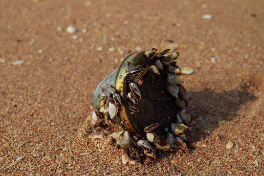 An old plastic container encrusted with a colony of goose barnacles washed ashore on a sandy beach. Conceptual image for plastic marine pollution, ocean debris, and environmental issues.