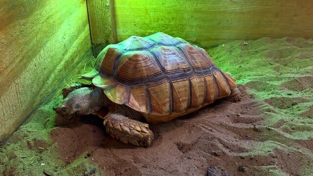 A tortoise moves slowly on the sand in a wooden enclosure. The enclosure has green light, creating a unique atmosphere. The tortoise seems to enjoy this space.