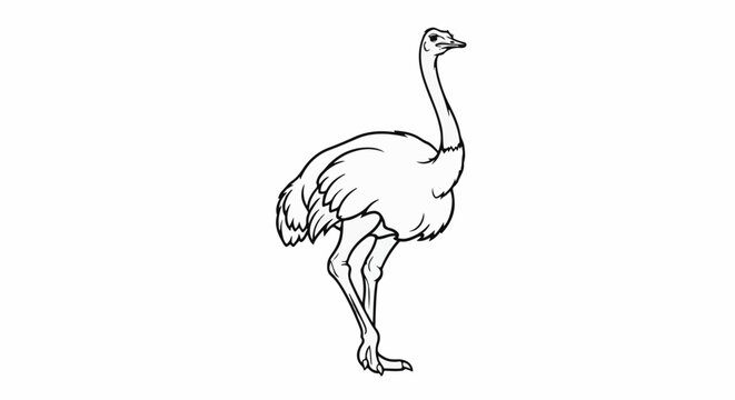 A simplified black and white line drawing of an ostrich standing on its legs