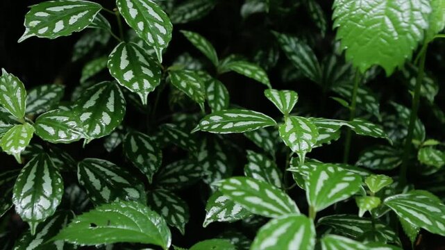 Close-up of Aluminum Plant leaves (Pilea cadierei) with silver patterns in a dark forest, 4K.