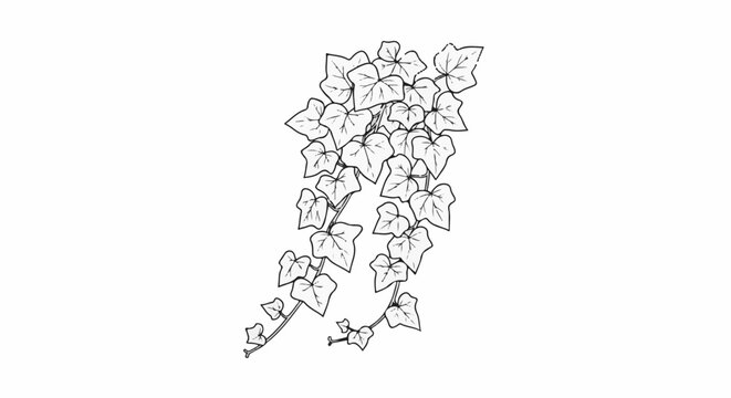 Black and white illustration of cascading ivy vines with heart-shaped leaves