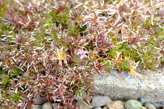 Single Moss Phlox (Phlox subulata) Bloom in Spring Garden / 一輪だけ咲いた芝桜 春
