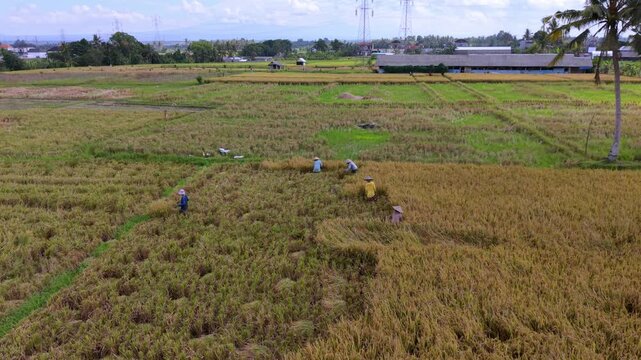 Aerial View of Balinese Farmers Harvesting Rice in Subak Penawing Field