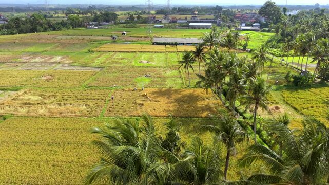 Aerial View of Scenic Rice Fields with Palm Trees and Farmers in Bali