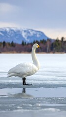Obraz premium A white swan stands on a frozen lake with a mountain background