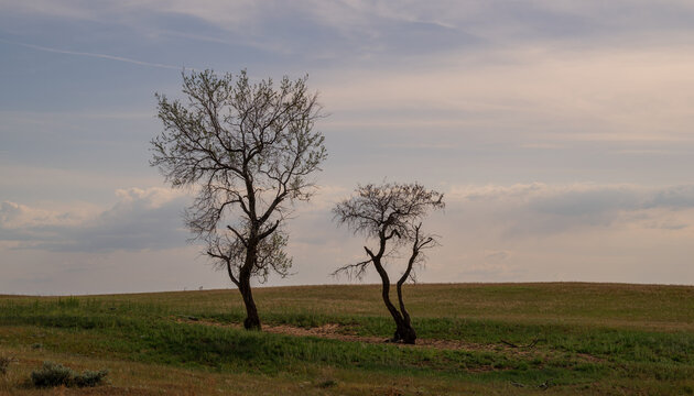 Two trees without leaves in the steppe in early spring