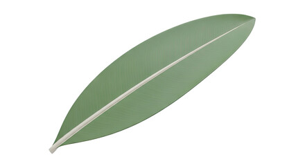 Obraz premium Single Green Banana Leaf with Veins