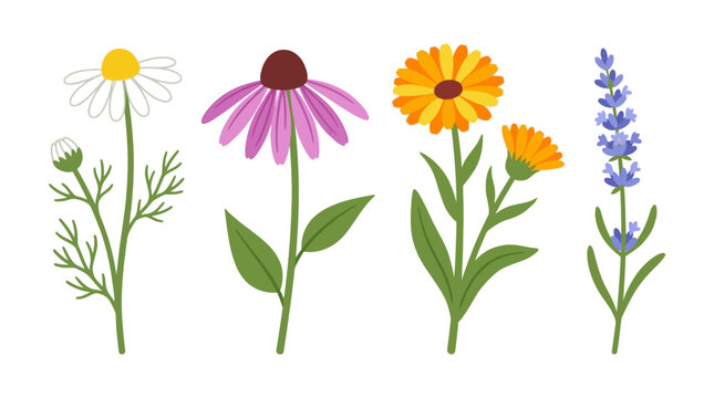 Collection of Vibrant Herbal Flowers Chamomile, Echinacea, Calendula, and Lavender Blossom Illustration Set for Wellness and Nature Concepts