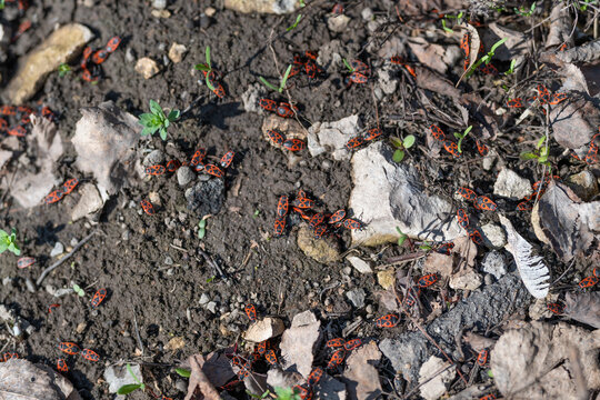 Colony of vibrant firebugs seen. Brightly colored firebugs scatter across ground. Peaceful scene displaying vibrant firebugs dispersed among leaf litter and textured earth
