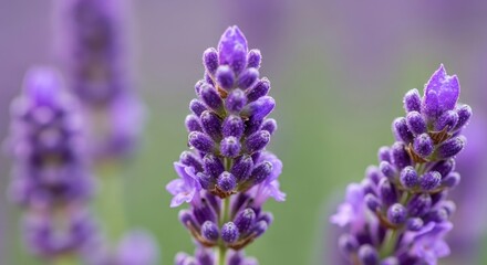 Obraz premium Close-up of Lavender Flowers in Bloom.