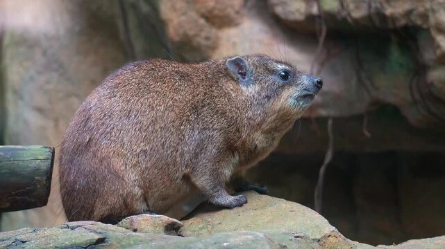 A Rock hyrax (Procavia capensis) perches on a rock, scratching the body with its back foot, close up shot.