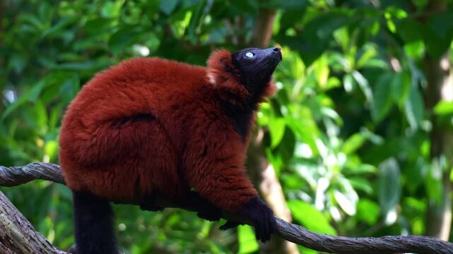 A Red ruffed lemur (varecia rubra) with distinctive black face and rust-red fur, looks around the surroundings, close up shot.