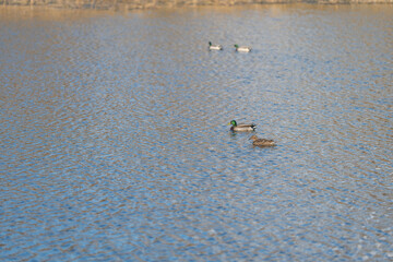 Birds swim peacefully on reflective surface. Graceful ducks drift smoothly over shimmering lake surface. Two ducks peacefully float amid ripples on gleaming water surface © beholdereye