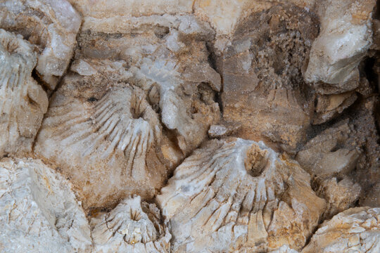 Weathered coral impressions showcasing sediment flow and cavity details. Detailed depiction of aged coral textures highlighting sediment deposits and porous surface features
