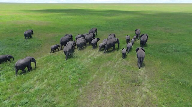 CLOSEUP DRONE SHOT OF ELEPHANT AT SERENGETI NATIONAL PARK