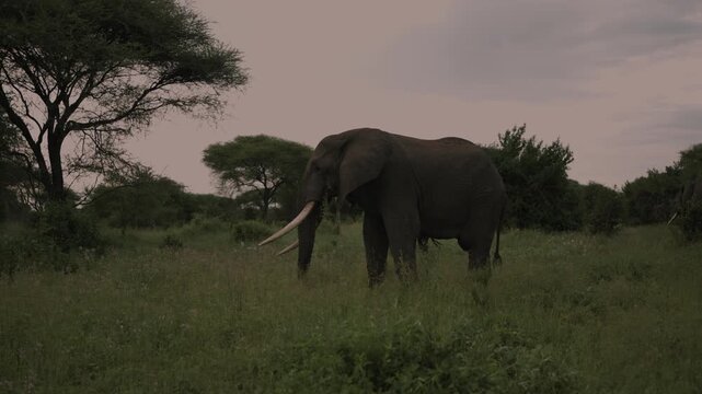 ELEPHANT TARANGIRE NATIONAL PARK TANZANIA