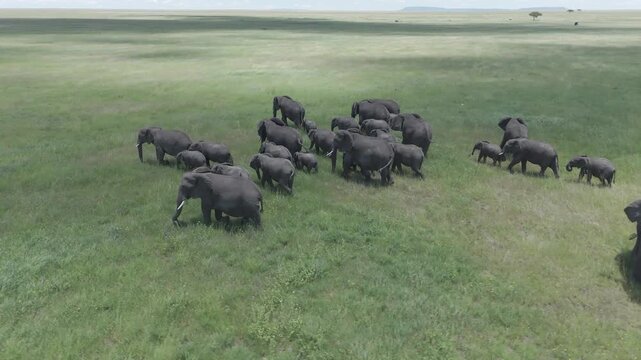 ELEPHANT DRONE SERENGITI TANZANIA , Africa.