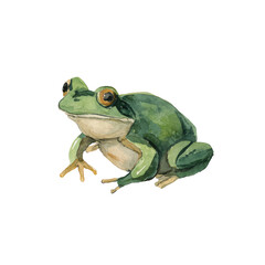 Obraz premium Green Frog Sitting on White Background.