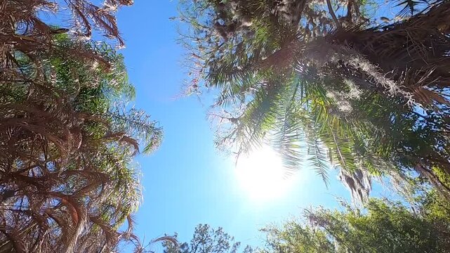 Cinematic shot of sun rays passing through lush tree foliage on a bright sunny day