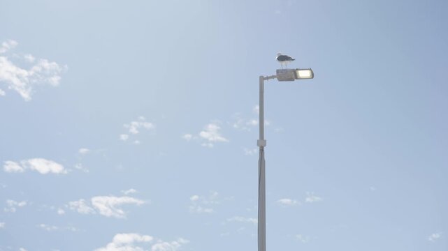A seagull sits on a street light in Cape Town.