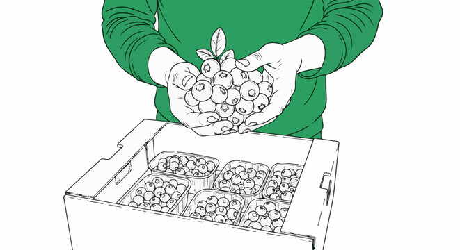 Hands holding a bunch of blueberries over a box of packaged berries