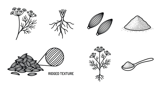 Dill plant roots seeds powder and dried stalks with magnifying glass and spoon illustration.