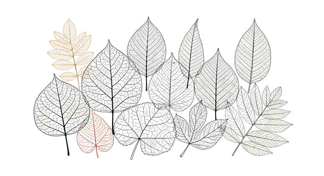 Group of intricate leaf skeletons with detailed vein structures is arranged in a beautiful composition on a simple white background.