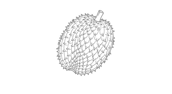 Detailed drawing of a spiky fruit or vegetable, possibly a chestnut or durian.