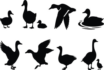 Fototapeta premium Collection of Black Silhouettes of Geese Ducks and Ducklings on White Background goose bird