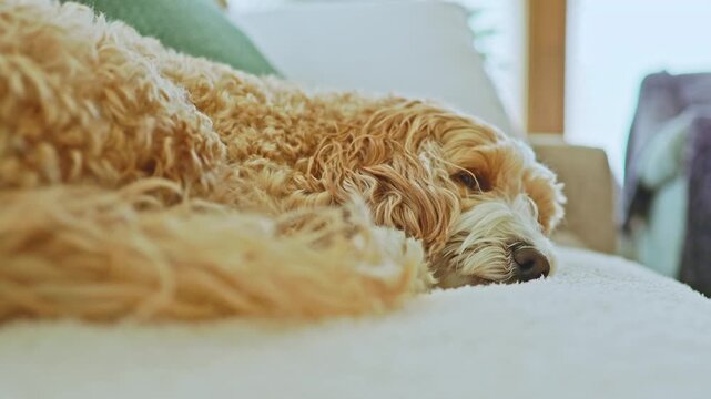 A toy poodle and havanese breed mix lays comfortably on a couch in a warm living room. The sunlight shines softly on the dog's fur as it relaxes.