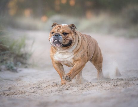 Energetic English Bulldog sprints with powerful determination across a sandy outdoor path, kicking up dust and showcasing its vigorous spirit and robust physique in full motion