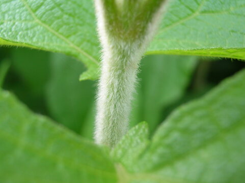 Macro detail of a hairy green plant stem with trichomes