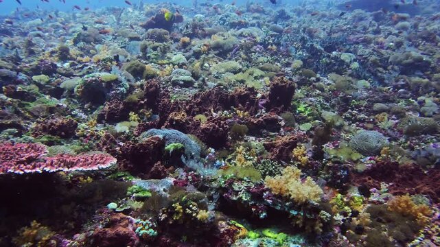Underwater view of healthy coral formations and marine life in Nusa Penida