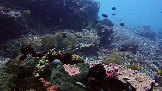 Panning shot of a vibrant coral reef with schooling fish in Nusa Penida, Indonesia