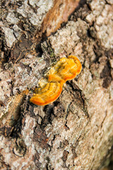 Fototapeta premium Mushrooms grow on a weathered, mossy log