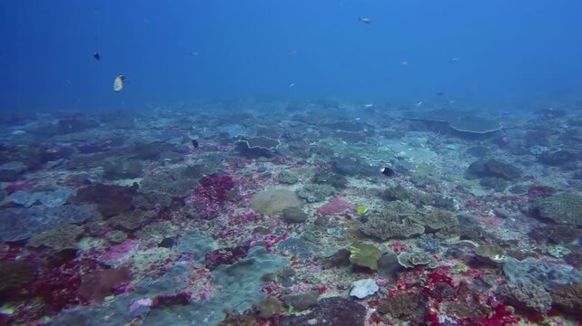 Underwater view of a healthy coral reef ecosystem in Nusa Penida, Indonesia