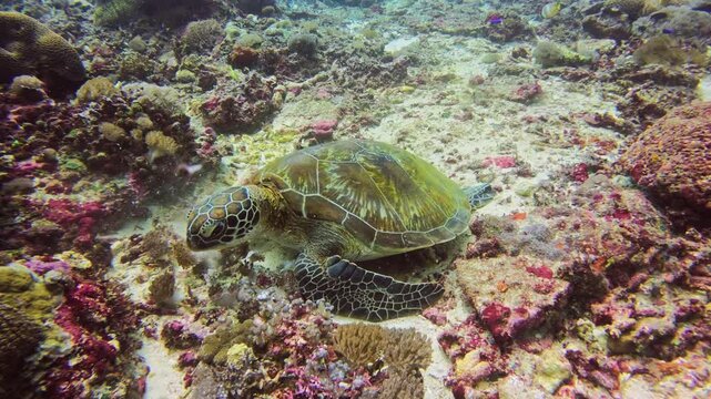Underwater shot of a Green Sea Turtle feeding on the seabed among colorful corals