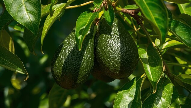 Close-up of avocados nestled among green leaves on the tree.
