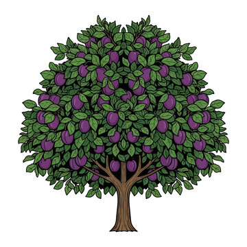 Vector illustration of a lush plum tree full of ripe purple fruits and green leaves, isolated on a white background for gardening and agriculture concepts.
