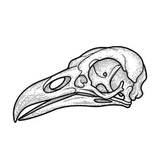 Fototapeta premium Vintage Hand-Drawn Raven Skull Illustration, Anatomical Crow Bone Engraving Style Vector Isolated on White