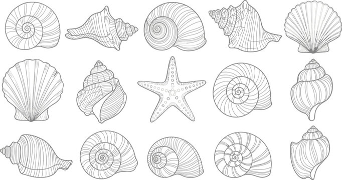 A collection of seashells and a starfish