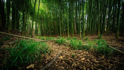 Obraz premium Dried Leaves on Tropical Bamboo Ground