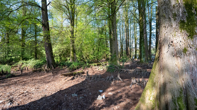 Bosco dei Tassodi di Paratico, Lago d'Iseo, Lombardia - Foresta di cipresso calvo in primavera