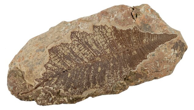 Fossilized Litsea grabaui leaves on a sedimentary rock slab against a white backdrop.