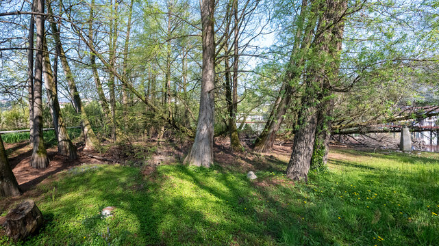 Bosco dei Tassodi di Paratico, Lago d'Iseo, Lombardia - Foresta di cipresso calvo in primavera