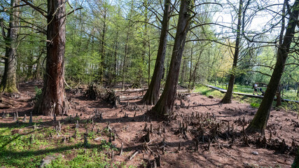 Obraz premium Bosco dei Tassodi di Paratico, Lago d'Iseo, Lombardia - Foresta di cipresso calvo in primavera