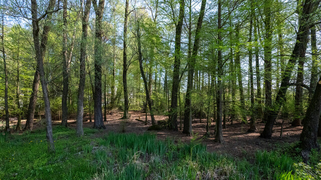 Bosco dei Tassodi di Paratico, Lago d'Iseo, Lombardia - Foresta di cipresso calvo in primavera
